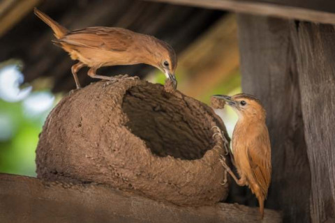 João-de-barro: o pequeno arquiteto da natureza